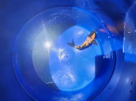 Help with koi