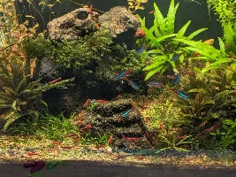 20G Ecosystem dirted offshoot from 40G thread