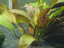New to planted tank advice