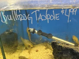 Some neat fish at my LFS