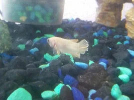 Female Betta Sick