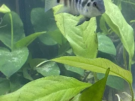 Convict Cichlid Sex & Growth Rate