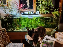 Vote Now - August 2022 Tank of the Month Contest (31 gal & larger)