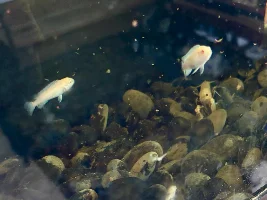 concept tank… white fish in dark tank…