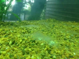 Fuzzy Algae Identification And Treatment