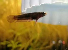 Betta Coccina Breeding Tank