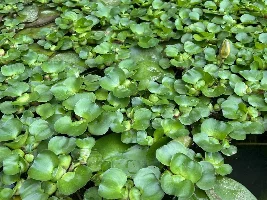 Water Hyacinths - $1 each