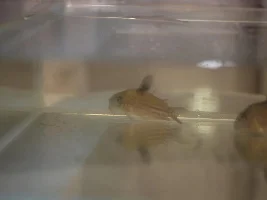 Fish rescue rainbow shark