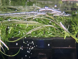 p octopus egg mop