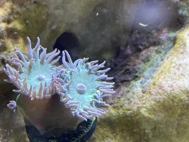 29g Saltwater Nano Tank
