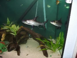 My Tank Again Looking Better ****updated****new Pics