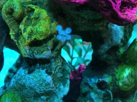 Cory eggs found