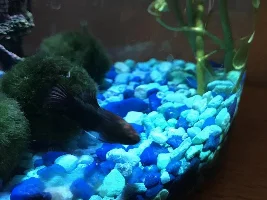Fin rot only on ventral fins?