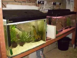 My Breeding Tanks