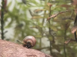 2nd opinion on snail ID