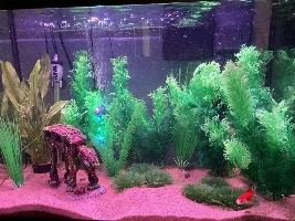 I redid my tank!!!