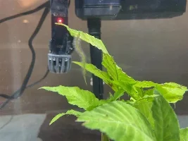 I think there is something(Parasite?) on my Aquarium plant(?)