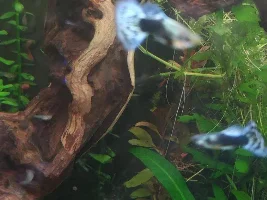I introduce you to guppyland and its inhabitants