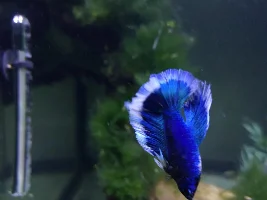 Name my first betta contest!
