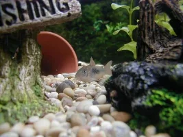Lisa's Tank