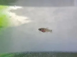 Platy Fry