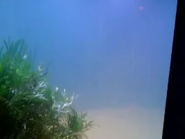 Angels With Betta