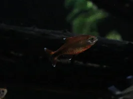 148.6L (39.2 gallon) aquarium journal