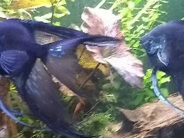 Angelfish Pairing