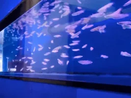Your LFS nearby lets show em all