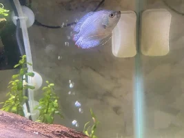 A tank mate for my blue cobalt dwarf gourami