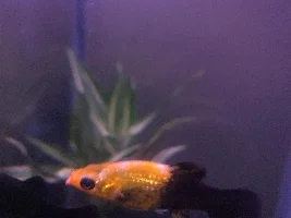 Molly