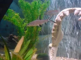 A Few Of My Fish