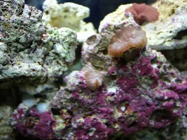 New To Saltwater