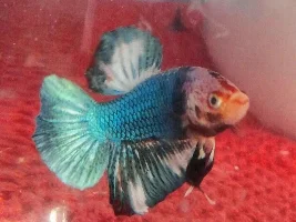 Post Your Favorite Fish Picture!