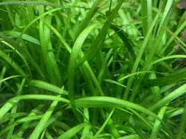 Dwarf Sagittaria