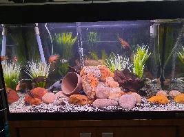 My Fish Tanks