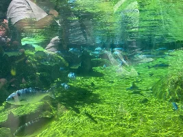 Some neat fish at my LFS