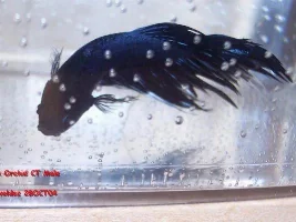 new fish pics