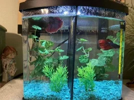 How often to change water