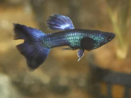 Vote Now! - April 2021 Fish of the Month  (Livebearers)