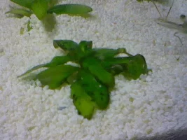 Pictures of new lighting and my plants