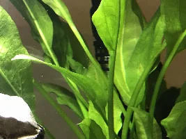Plants turning brown?!