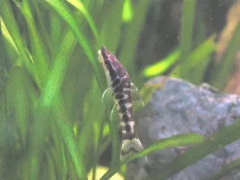 zebra otocinclus