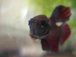 Introducing...  Azumo!