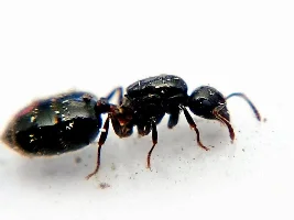 Any insect collectors amongst us?