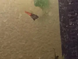 Tetra Stomach
