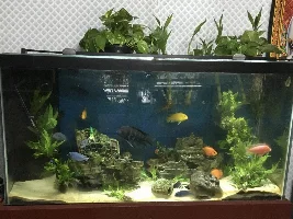 Marine Light for Tropical Plant Tank? + HEAT Concerns