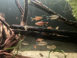 148.6L (39.2 gallon) aquarium journal