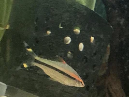 These fish sure are pretty… pictures don’t do them justice