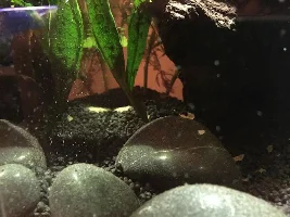 Tiny Creatures Growing In Cycling Nano Tank